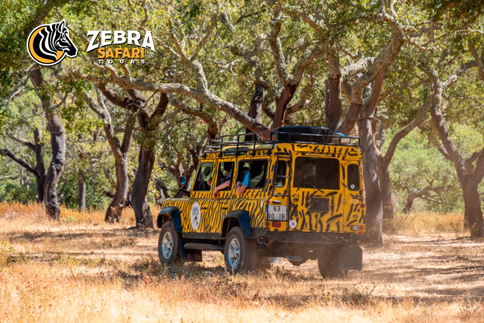 Zebra Safari Tours Parceiro Roadart
